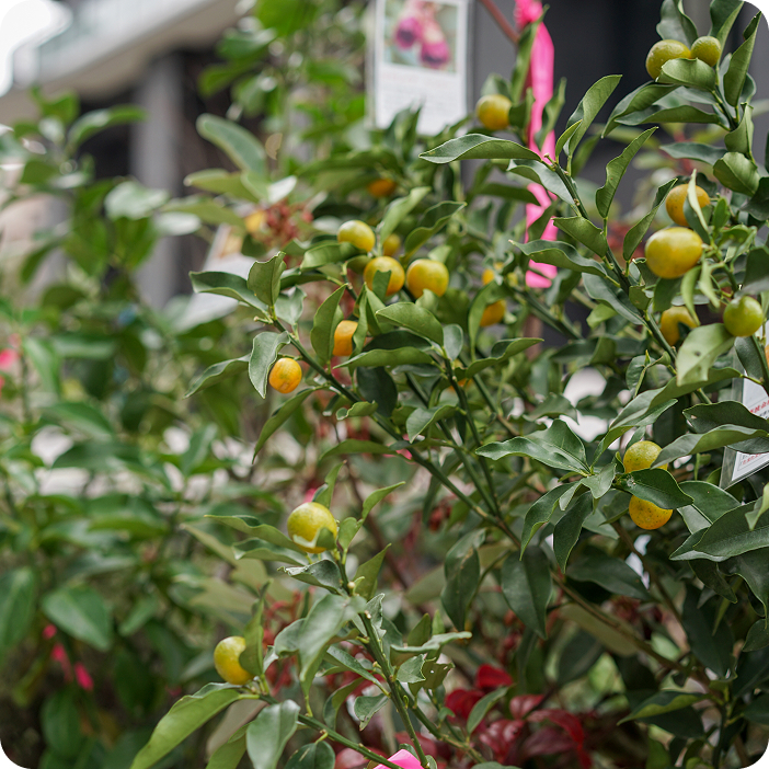 金柑の収穫体験